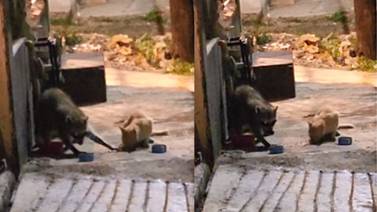 VIDEO: Captan a gatito compartiendo croquetas con un mapache y enternece las redes