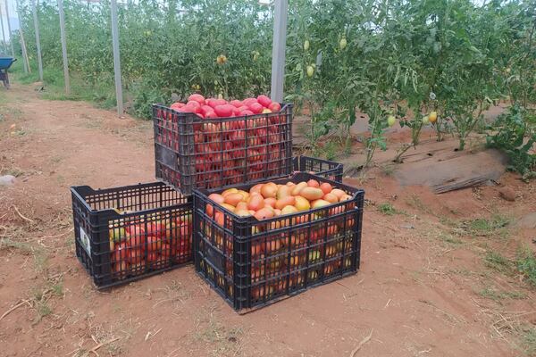 Positivas expectativas tienen productores de tomate de Sonora