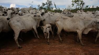 Vacas locas: Qué es la enfermedad que ataca al ganado y por el que Rusia restringió importaciones de Brasil 