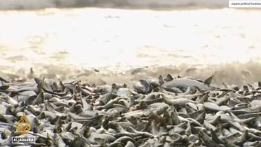 ¿Está relacionada la muerte de miles de peces en Japón con el agua liberada de Fukushima?