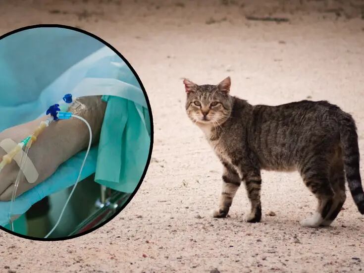 Hombre muere de rabia en Cancún tras ser mordido por gato callejero