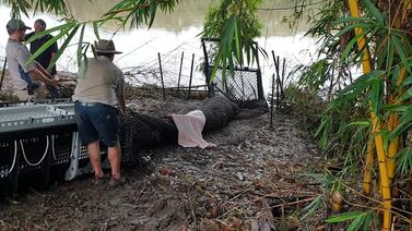 Cocodrilos capturados después de ‘acechar’ animales locales