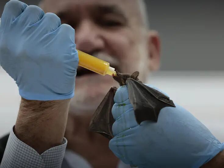 México se prepara para el evento más grande del mundo sobre murciélagos