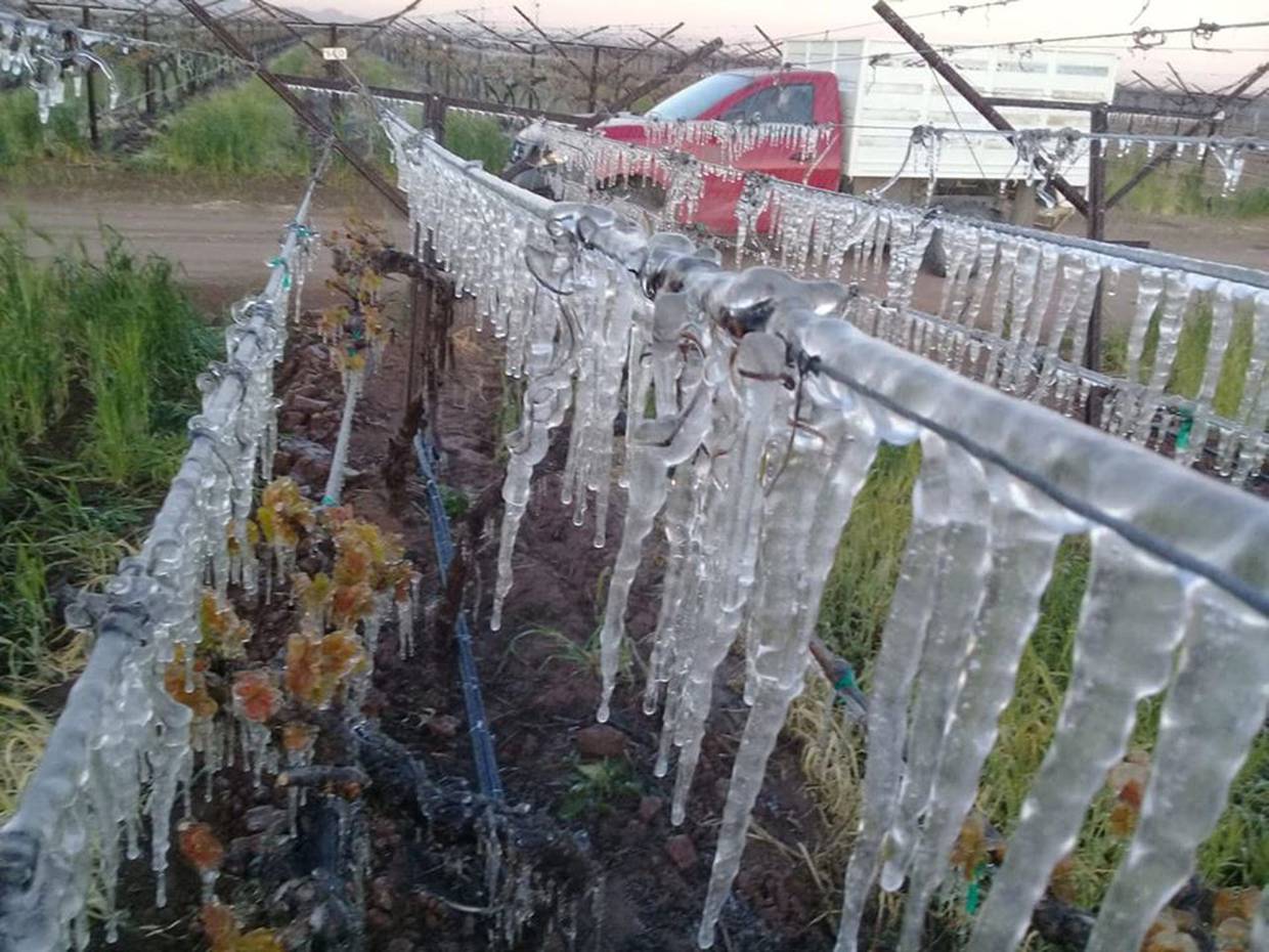 Plantas de vid congeladas en estación Pesqueira debido a las heladas.