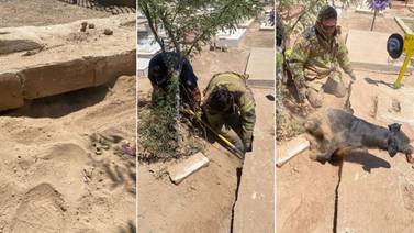 Rescatan Bomberos de Caborca a perro atrapado en el interior de una sepultura