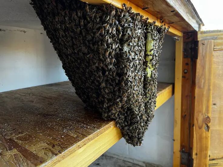 Previene Bomberos sobre temporada de enjambres de abejas