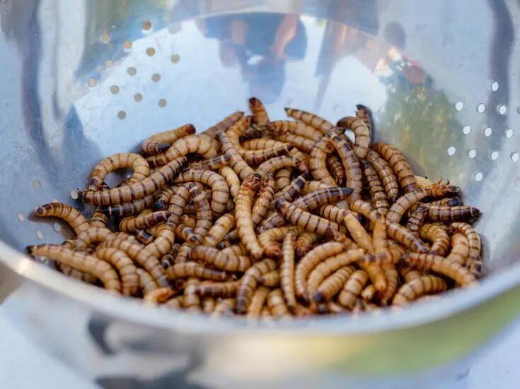 Producción de insectos comestibles necesita ser regulada: UNAM