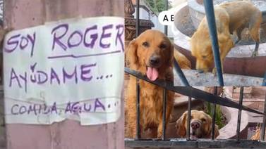 Pareja de perros Golden Retriever viven en abandono desde hace años en Ciudad Obregón: Animalistas piden intervención de las autoridades