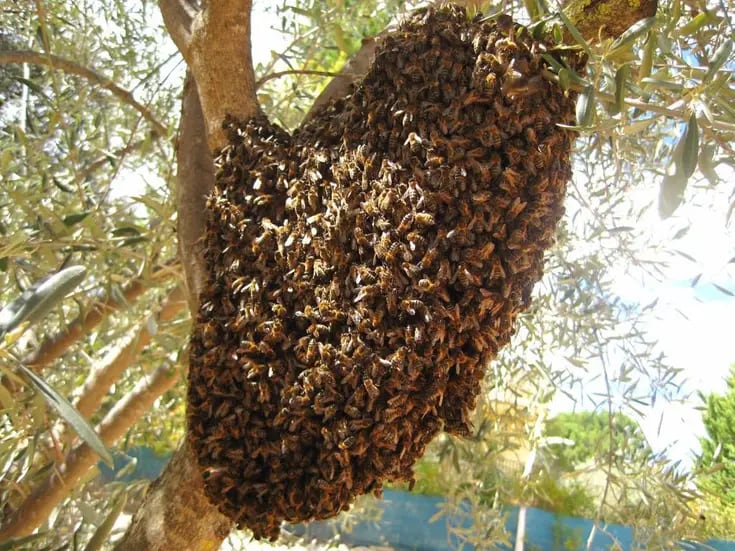 Enjambres de abejas cada vez más comunes en Hermosillo