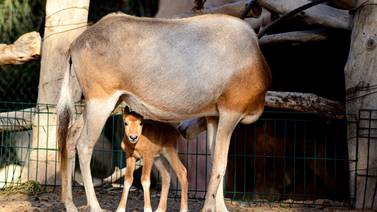 Nace en el zoológico de Mexicali cría de antílope orix