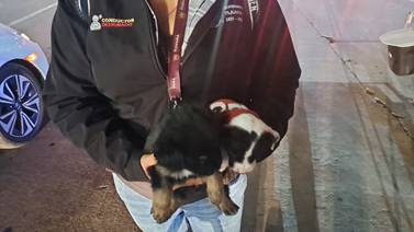 Rescatan a diez cachorros que eran vendidos en garita de San Ysidro