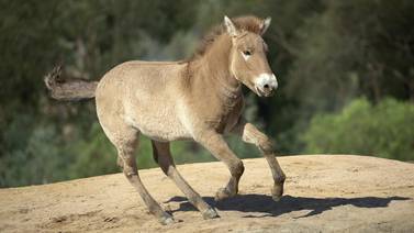 Llega a San Diego Zoo Kurt, el primer caballo de Przewalski clonado