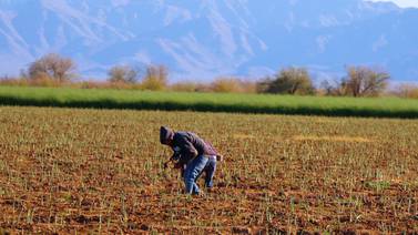 Avanza con buenas expectativas cosecha de espárrago 2024 en Sonora