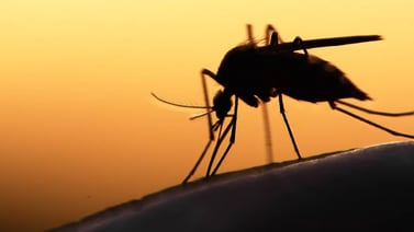 Si los mosquitos te persiguen más a ti que a otras personas, es por esta razón