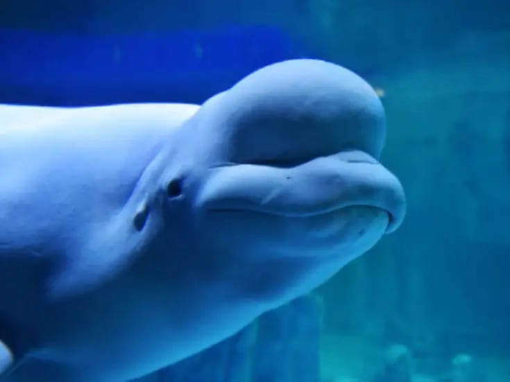 La impresionante inteligencia de la beluga: un vistazo al cerebro del ‘canario del mar’