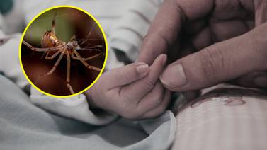 Muere bebé de 2 años por picadura de araña en Durango: ¿qué hacer en estos casos?