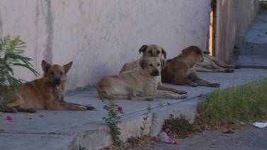 Pata de Perro realizará stand up para recaudar fondos para quimioterapias caninas