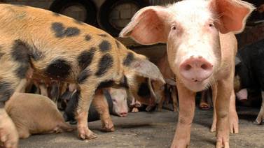 Se registra el primer brote de fiebre porcina africana en Corea del Sur