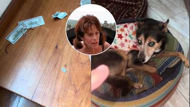 VIDEO: Perrito destruye dólares de su dueño, “ahí viene el perro arrepentido” 