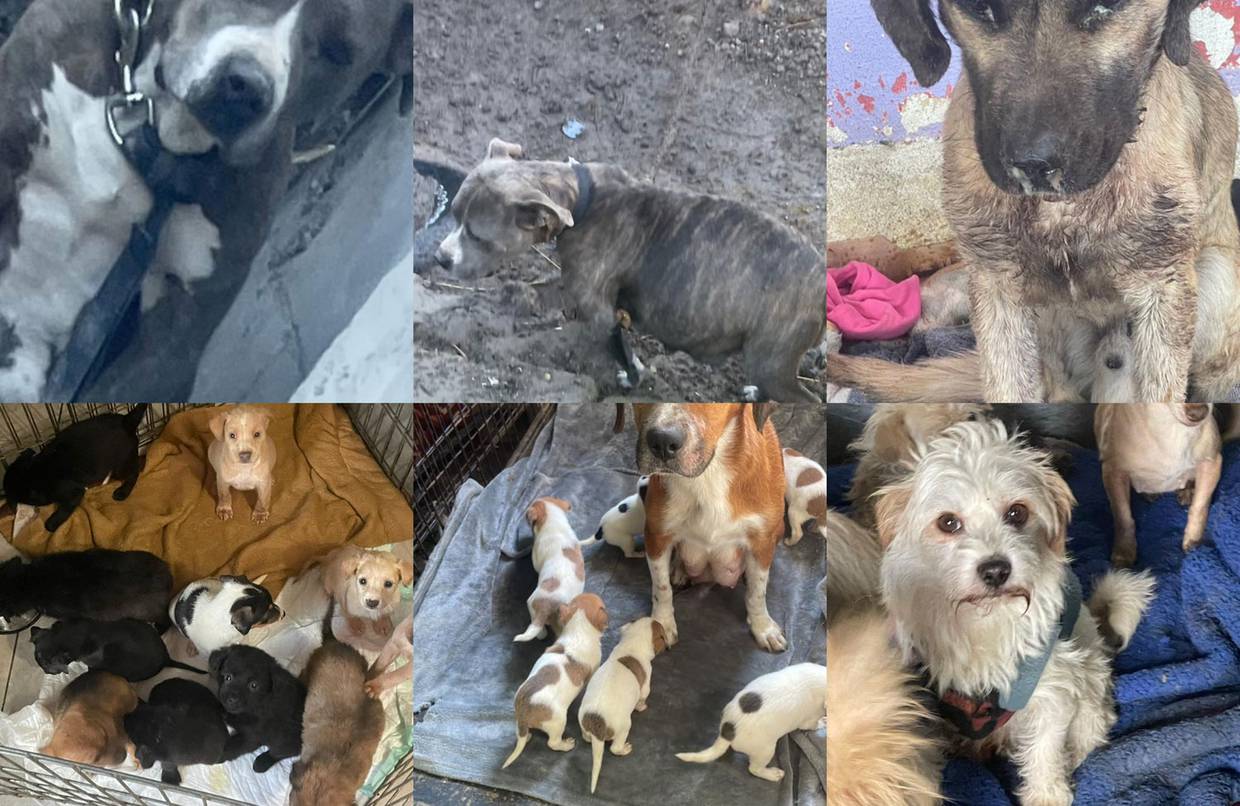 La asociación "Patitas firmes" busca  seguir ayudando a los más de 150 perros rescatados que tienen.