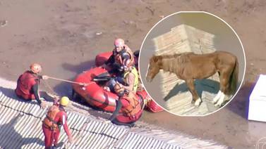 ¿Juan? Rescatan a caballo en techo ante inundaciones en Brasil