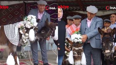 VIDEO: Dos burros se casan en Turquía y su boda se hace viral