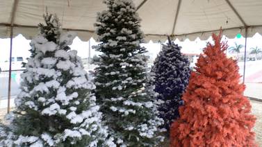 Recomiendan llevar árboles navideños a centros de acopio