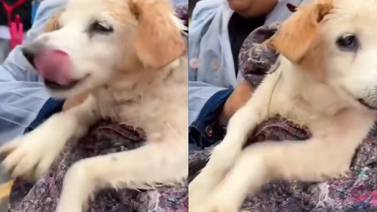 VIDEO de perrito traumado en Brasil conmueve al mundo: sigue “nadando” tras ser rescatado de inundaciones