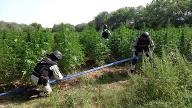 Halla Guardia Nacional plantío de mariguana en una de las brechas de Cucurpe 