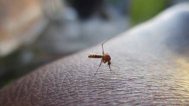 Reinfección de dengue: Personas que ya han tenido la enfermedad son más propensas a sufrirlo grave