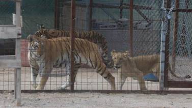 Niña atacada por un tigre está estable, dice papá
