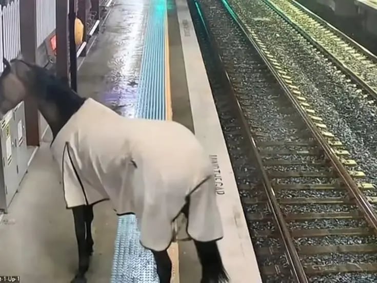 Caballo se cuela a estación de tren en Australia