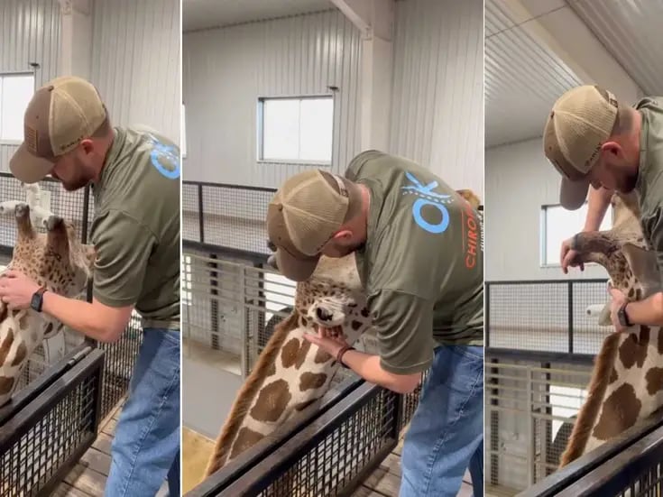 VIDEO: Quiropráctico ajusta el cuello de una jirafa y se vuelve viral