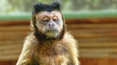 Virus del Mono B: Qué es la rara enfermedad que en China causó muerte de un humano
