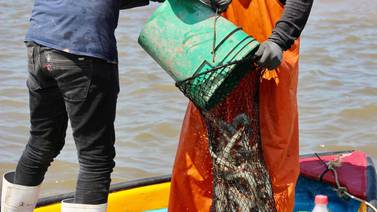 Pescadores se muestran desanimados ante próxima temporada de captura del “oro rosado”