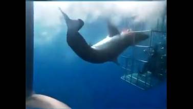 Desmiente empresa turística incidente con tiburón blanco en Baja California