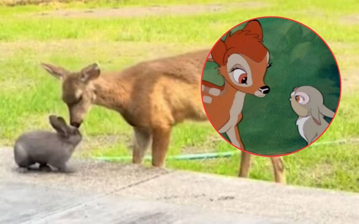 Bambi. Tambor. Vida real. Disney. Video.