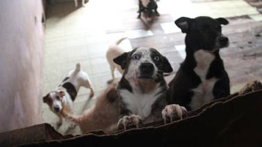 Aumenta adopción de perros en Tijuana