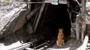 Perro sigue esperando a Leopoldo, uno de los siete mineros que murieron por derrumbe