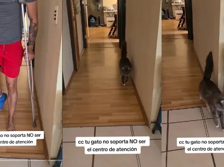 VIDEO: gato imita el caminar de su dueño con muletas y conquista TikTok