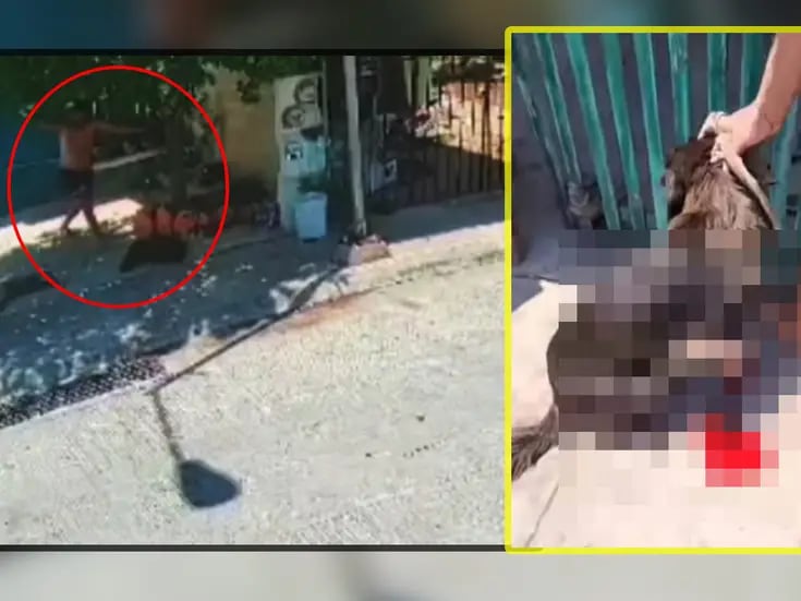 Hombre ataca a perrito con machete mientras dormía bajo un árbol en Yucatán