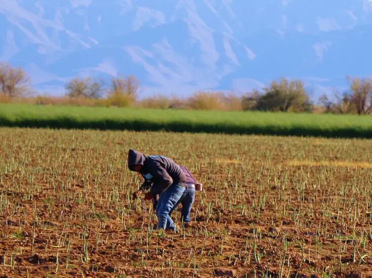 Avanza con buenas expectativas cosecha de espárrago 2024 en Sonora