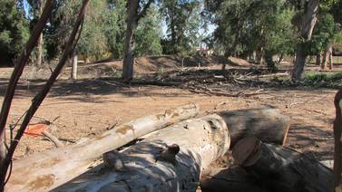 Tala de árboles en el Sur de Sonora es como un cáncer: Ambientalistas