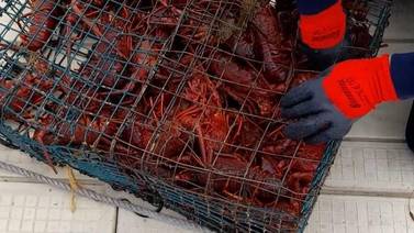 Aseguran 46 trampas para la captura ilegal de langosta roja 