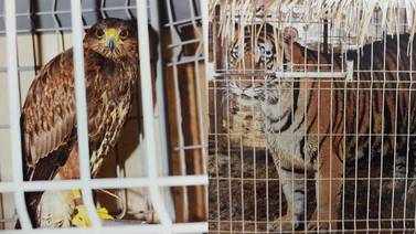 Hallan tigres, cocodrilo y águila en cateo a casa de Zapopan