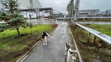 Perros de Chernóbil podrían ser genéticamente diferentes por la radiación