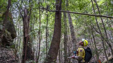 Rescatan árboles prehistóricos de incendios de Australia