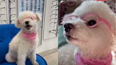 VIRAL: La conmovedora historia de Candy, una adorable perrita que usa gafas