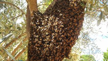 Exhortan a respetar y tener cuidado con enjambres de abejas