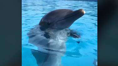 Viral: Delfines imitan el nado de varios animales 